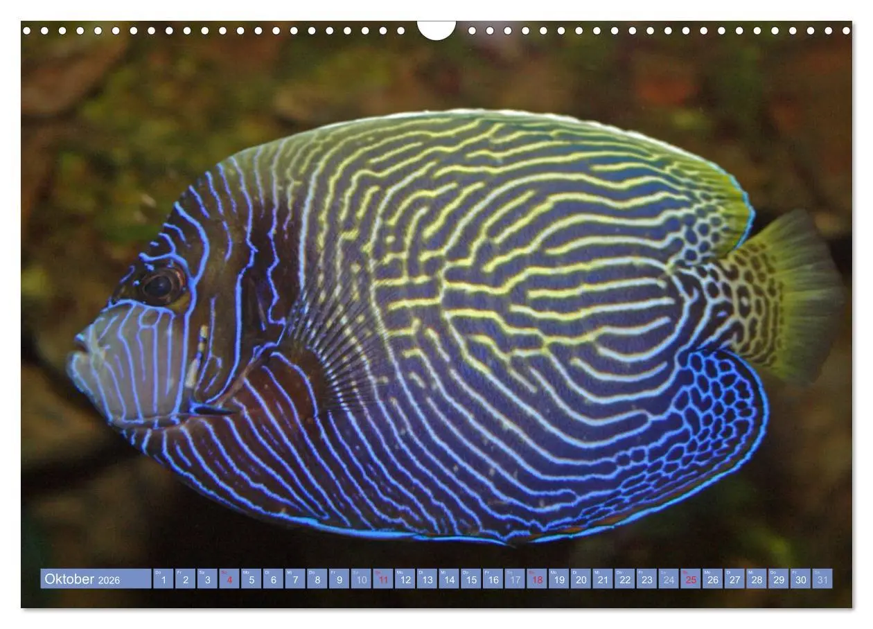Bild: 9783516160284 | Bunte Welt der Fische (Wandkalender 2026 DIN A3 quer), CALVENDO...
