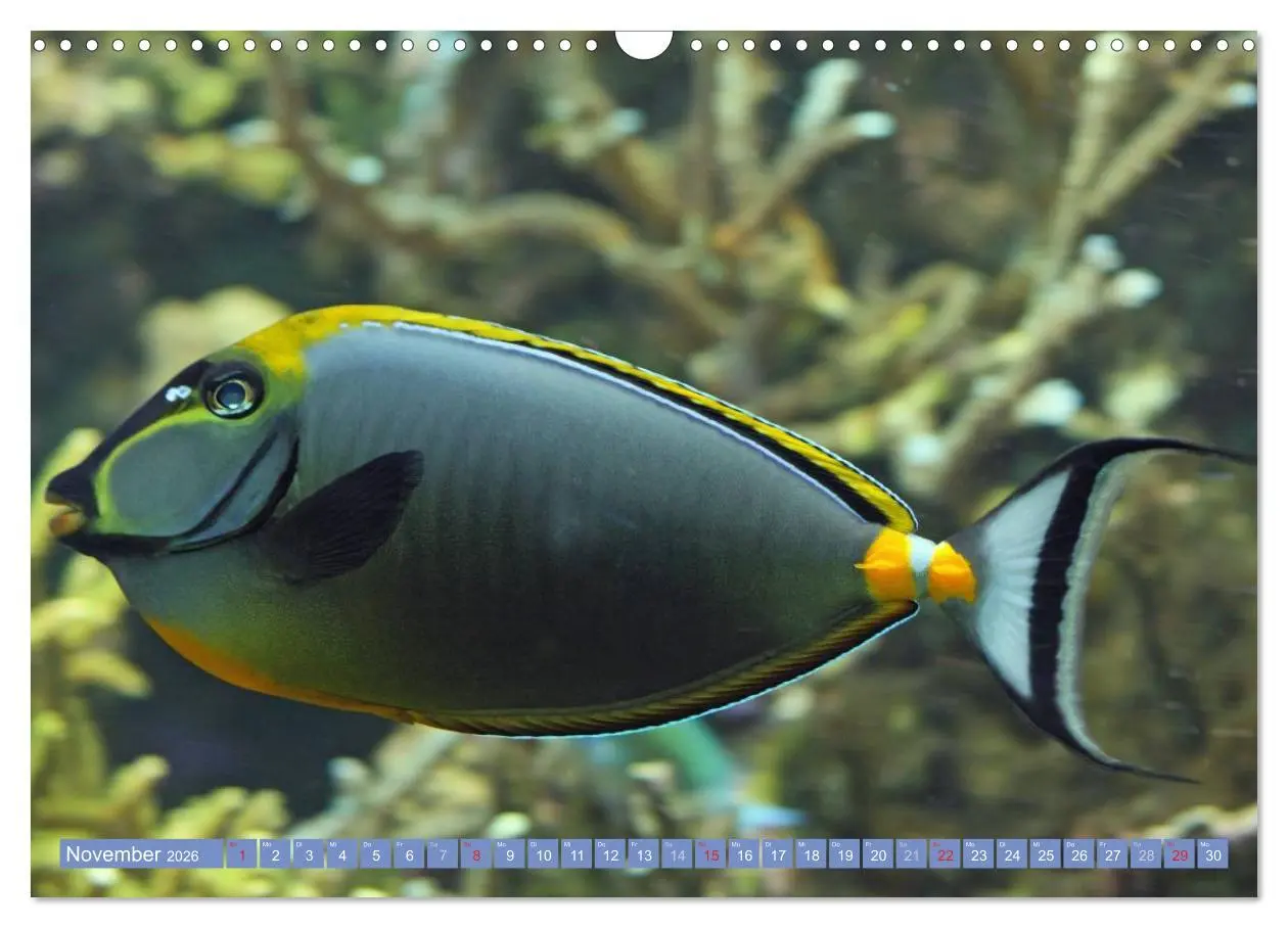 Bild: 9783516160284 | Bunte Welt der Fische (Wandkalender 2026 DIN A3 quer), CALVENDO...