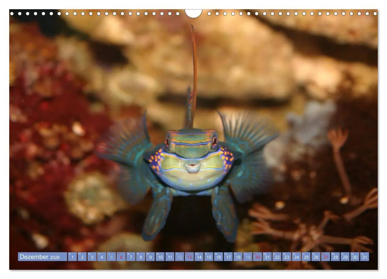 Bild: 9783516160284 | Bunte Welt der Fische (Wandkalender 2026 DIN A3 quer), CALVENDO...