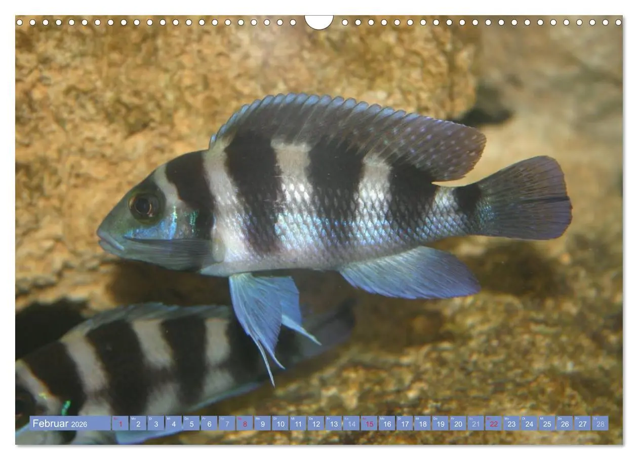 Bild: 9783516160284 | Bunte Welt der Fische (Wandkalender 2026 DIN A3 quer), CALVENDO...