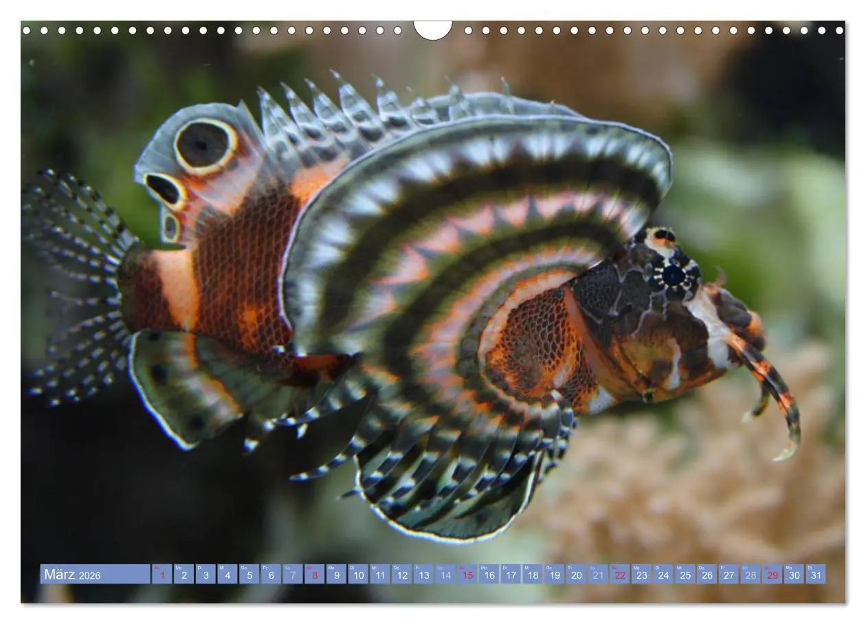Bild: 9783516160284 | Bunte Welt der Fische (Wandkalender 2026 DIN A3 quer), CALVENDO...