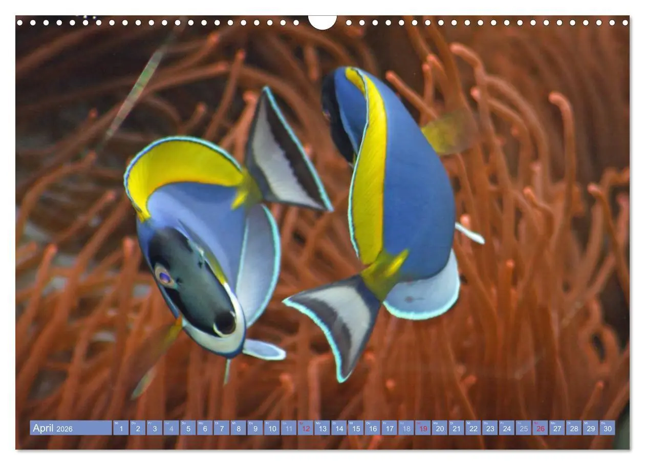 Bild: 9783516160284 | Bunte Welt der Fische (Wandkalender 2026 DIN A3 quer), CALVENDO...