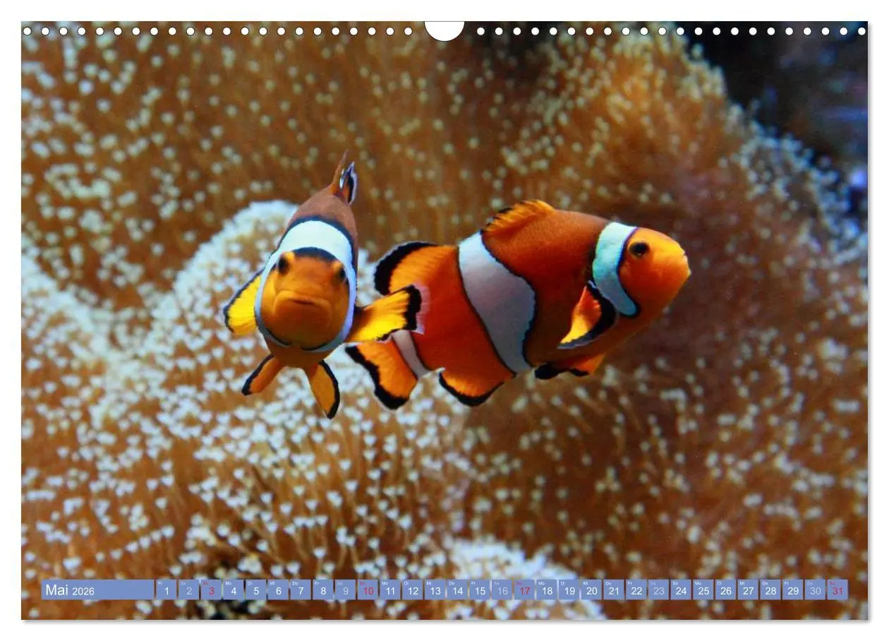 Bild: 9783516160284 | Bunte Welt der Fische (Wandkalender 2026 DIN A3 quer), CALVENDO...