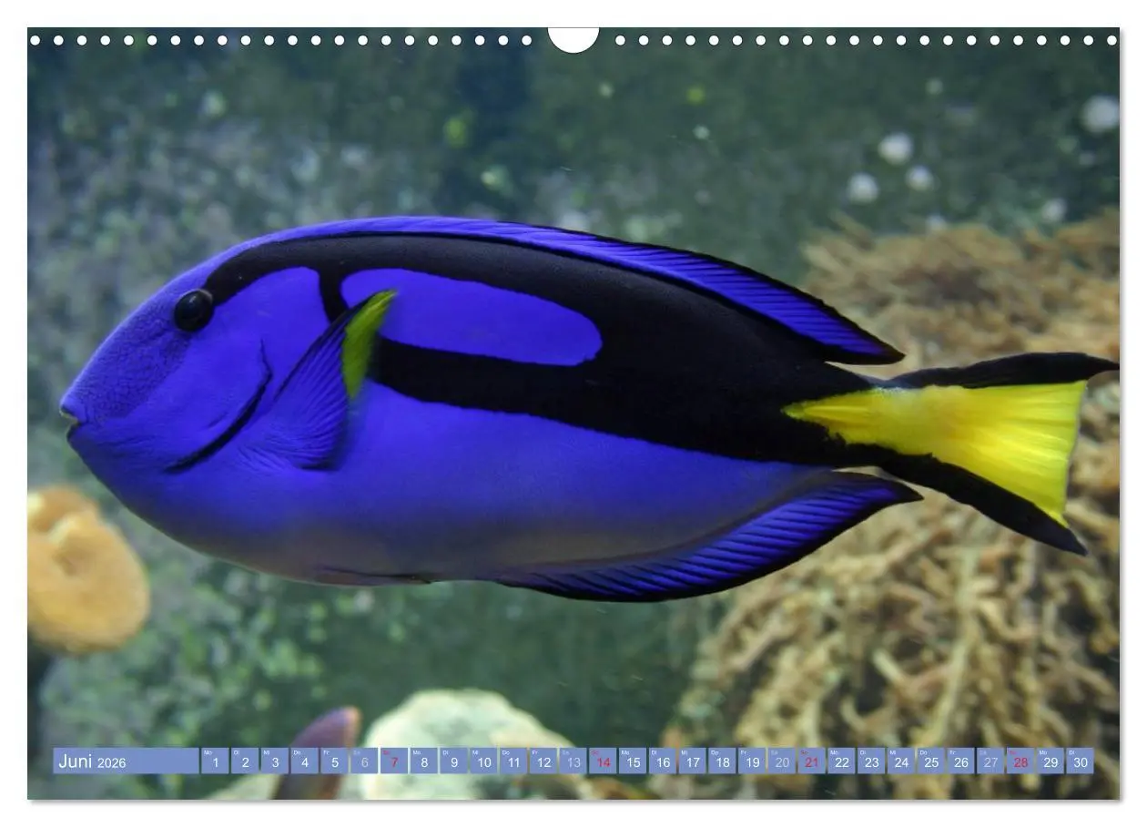 Bild: 9783516160284 | Bunte Welt der Fische (Wandkalender 2026 DIN A3 quer), CALVENDO...