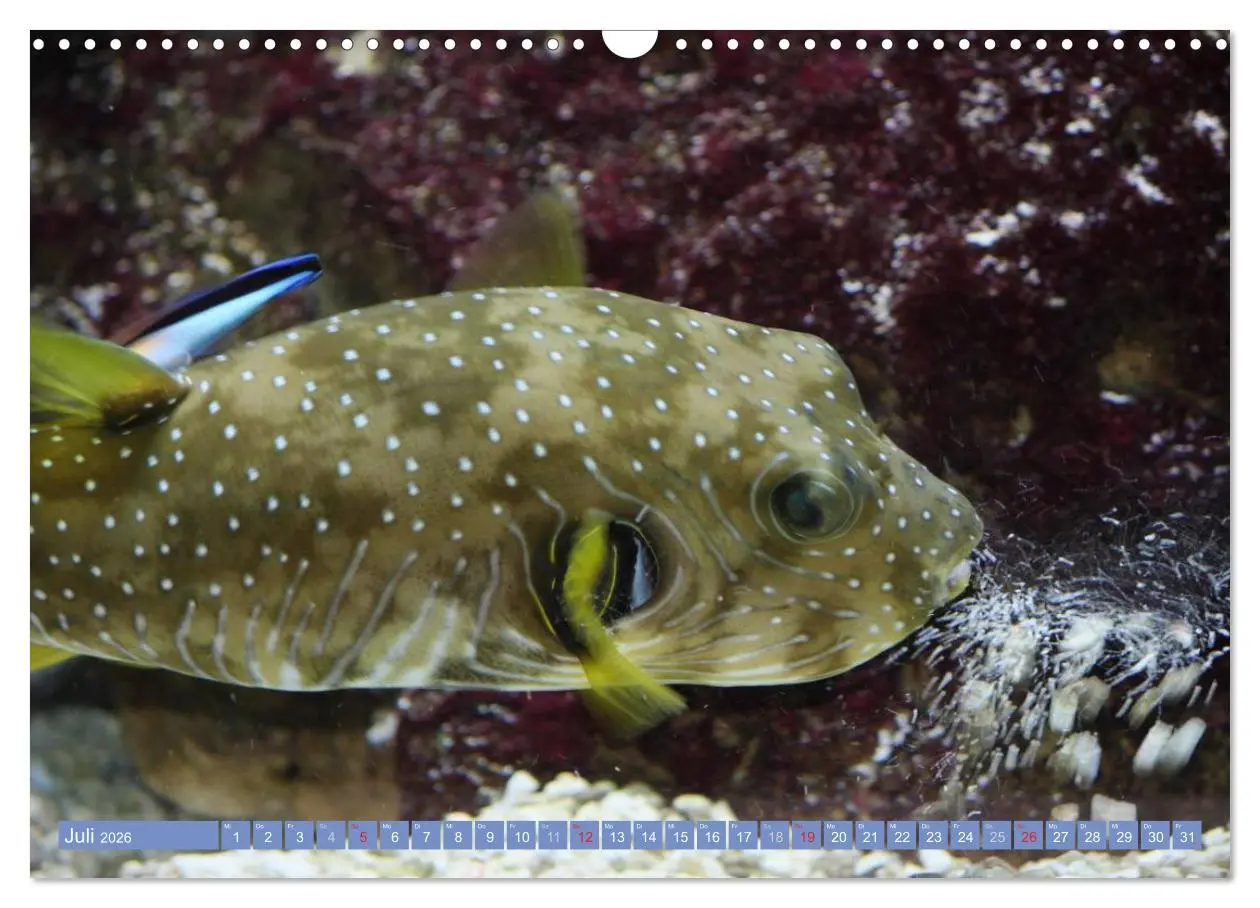 Bild: 9783516160284 | Bunte Welt der Fische (Wandkalender 2026 DIN A3 quer), CALVENDO...