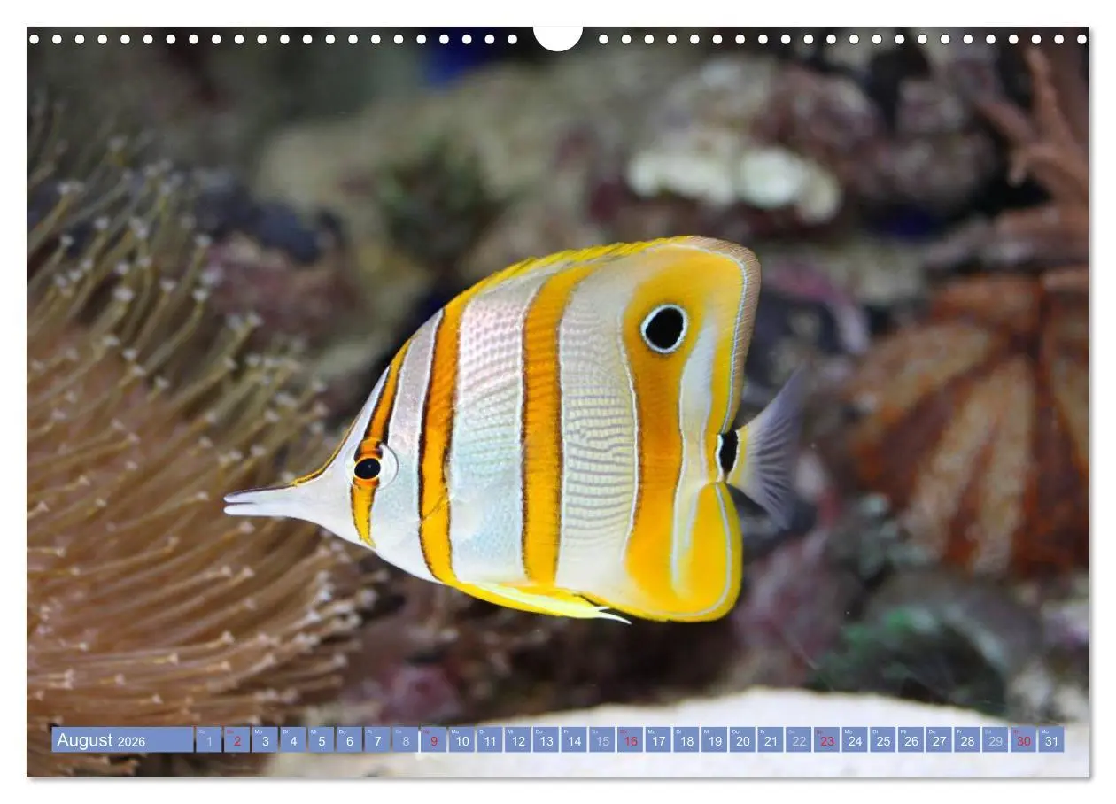 Bild: 9783516160284 | Bunte Welt der Fische (Wandkalender 2026 DIN A3 quer), CALVENDO...