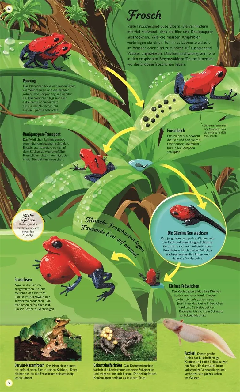 Bild: 9783831040384 | Kreisläufe der Natur | DK Verlag - Kids | Buch | 144 S. | Deutsch