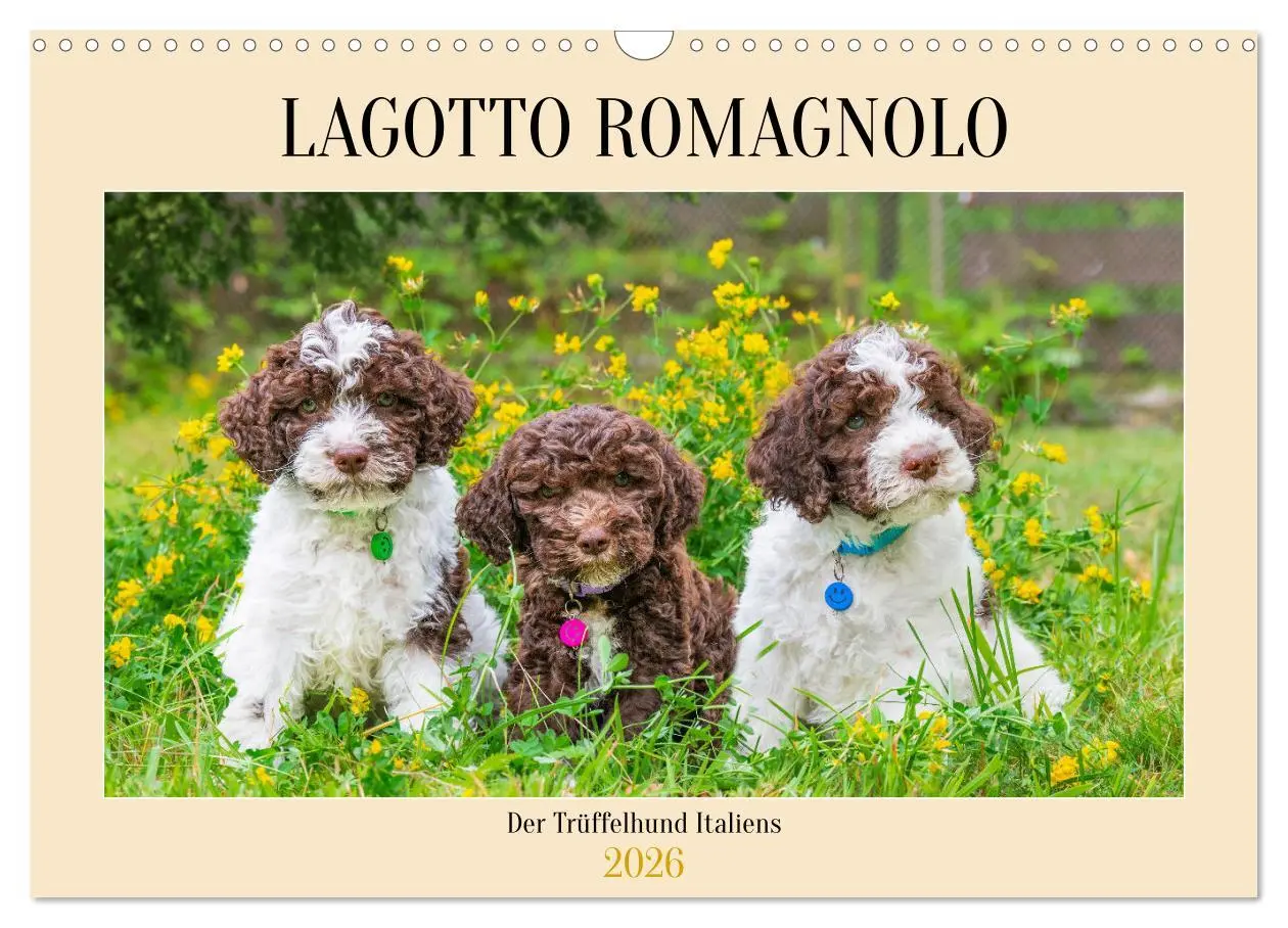 Cover: 9783457500484 | Lagotto Romagnolo - der Trüffelhund Italiens (Wandkalender 2026 DIN...