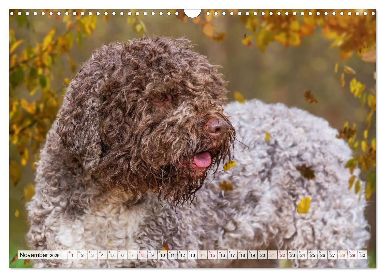 Bild: 9783457500484 | Lagotto Romagnolo - der Trüffelhund Italiens (Wandkalender 2026 DIN...