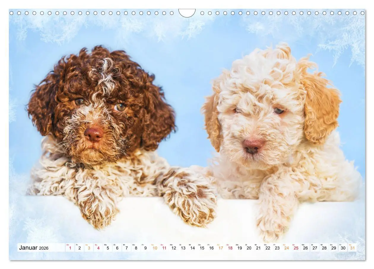 Bild: 9783457500484 | Lagotto Romagnolo - der Trüffelhund Italiens (Wandkalender 2026 DIN...