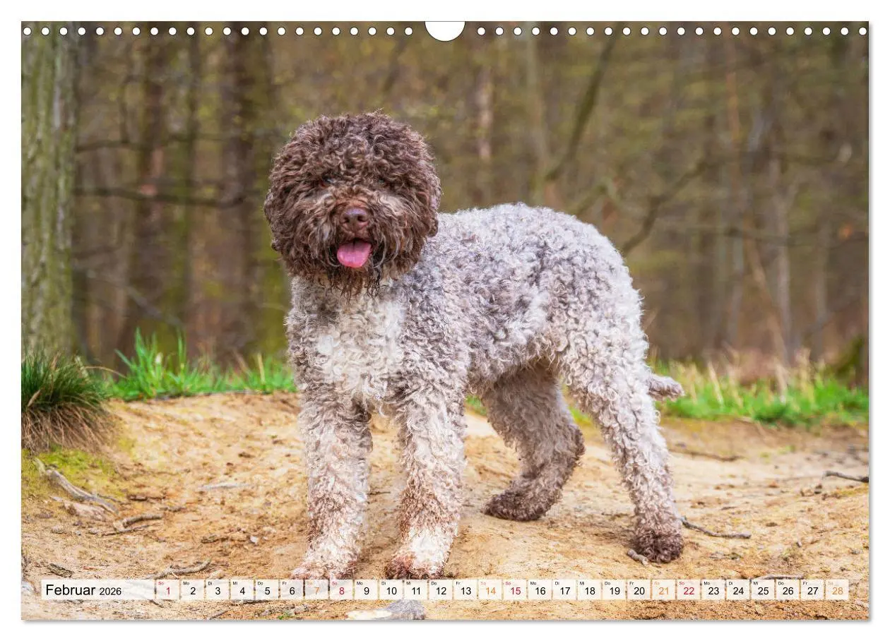 Bild: 9783457500484 | Lagotto Romagnolo - der Trüffelhund Italiens (Wandkalender 2026 DIN...