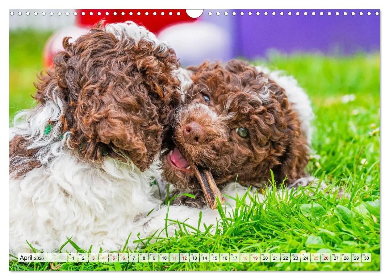 Bild: 9783457500484 | Lagotto Romagnolo - der Trüffelhund Italiens (Wandkalender 2026 DIN...