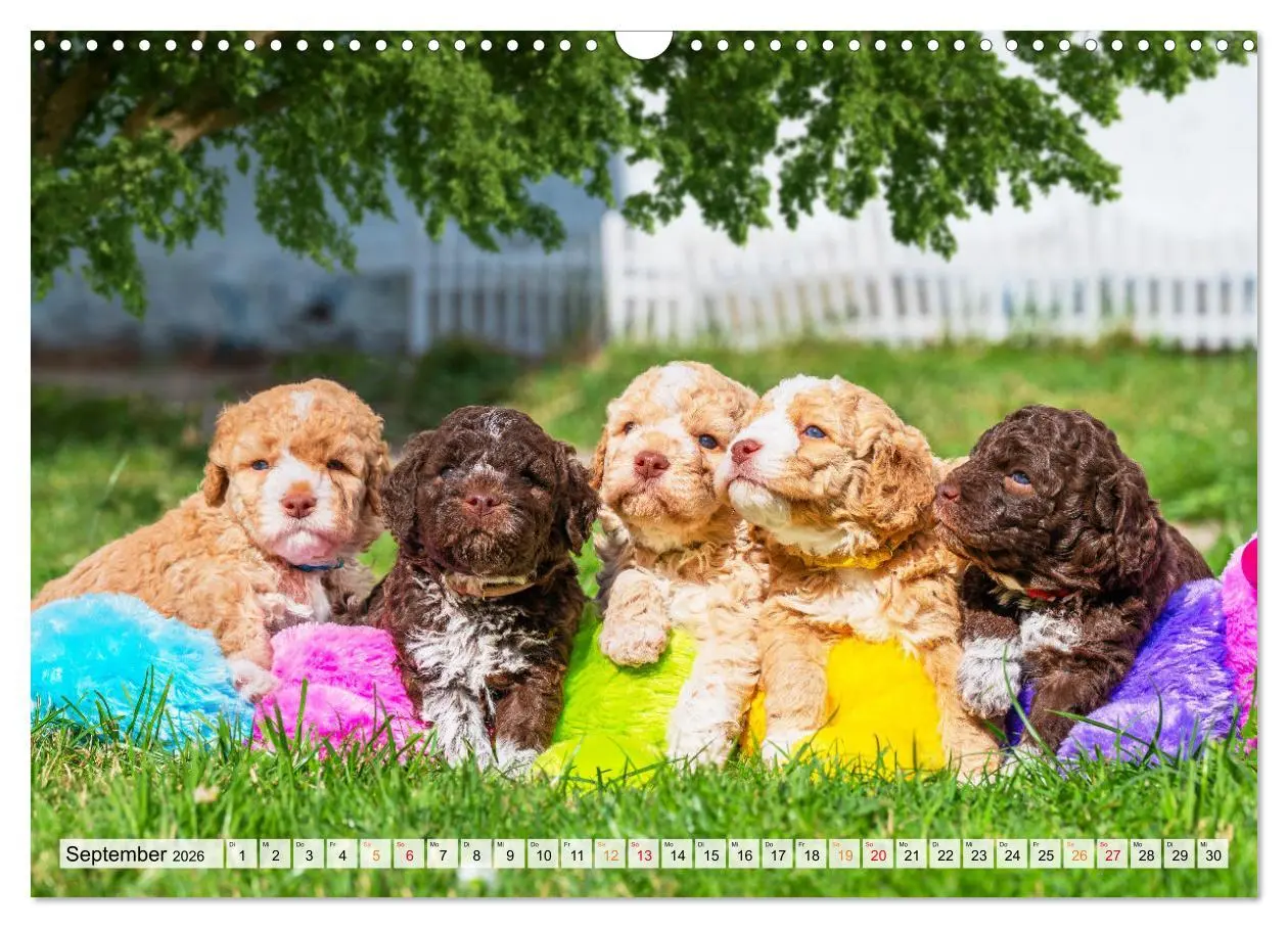 Bild: 9783457500484 | Lagotto Romagnolo - der Trüffelhund Italiens (Wandkalender 2026 DIN...
