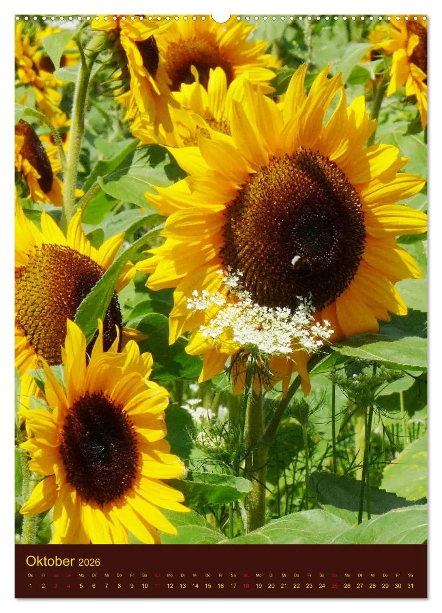 Bild: 9783516380484 | Sonnenblumen - Strahlende Blüten (hochwertiger Premium Wandkalender...