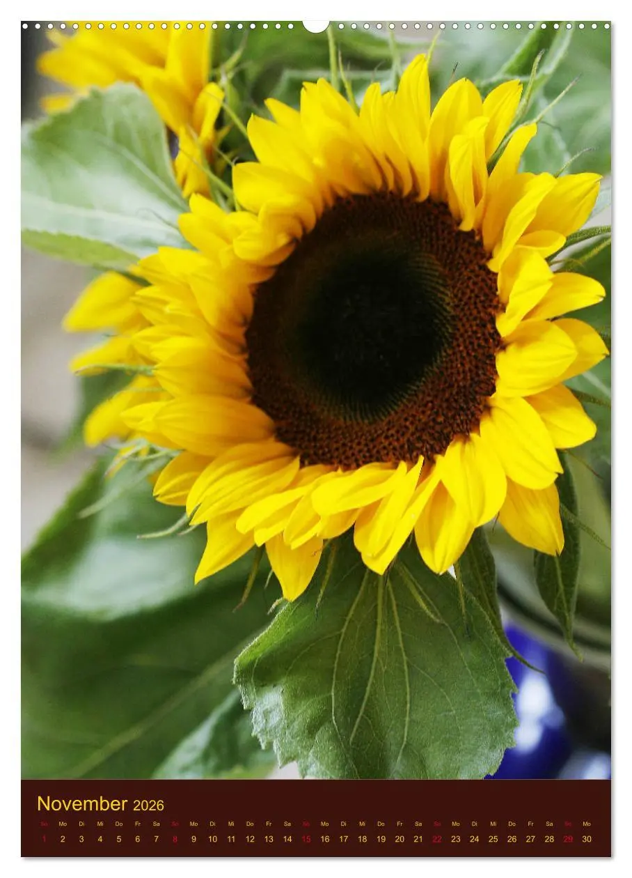 Bild: 9783516380484 | Sonnenblumen - Strahlende Blüten (hochwertiger Premium Wandkalender...