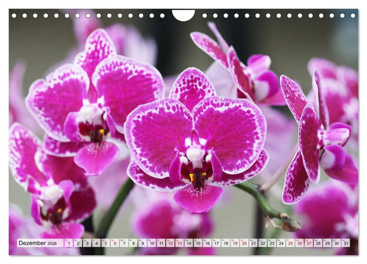 Bild: 9783457590584 | Mein Orchideentraum (Wandkalender 2026 DIN A4 quer), CALVENDO...