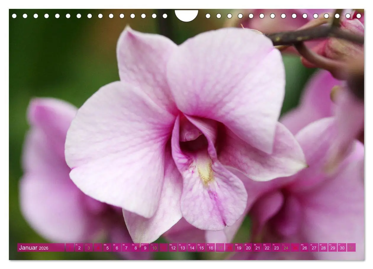 Bild: 9783457590584 | Mein Orchideentraum (Wandkalender 2026 DIN A4 quer), CALVENDO...