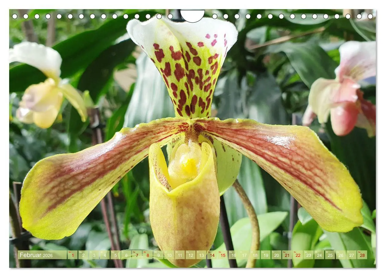 Bild: 9783457590584 | Mein Orchideentraum (Wandkalender 2026 DIN A4 quer), CALVENDO...