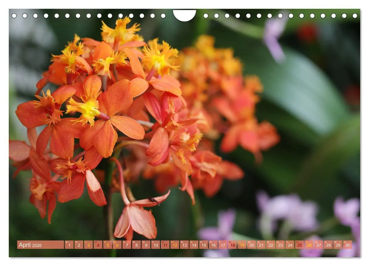 Bild: 9783457590584 | Mein Orchideentraum (Wandkalender 2026 DIN A4 quer), CALVENDO...