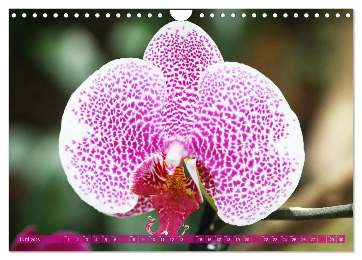 Bild: 9783457590584 | Mein Orchideentraum (Wandkalender 2026 DIN A4 quer), CALVENDO...