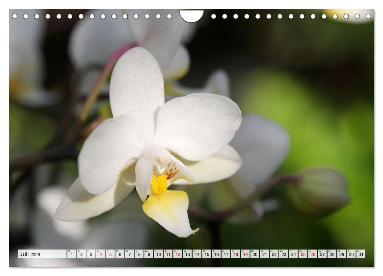Bild: 9783457590584 | Mein Orchideentraum (Wandkalender 2026 DIN A4 quer), CALVENDO...