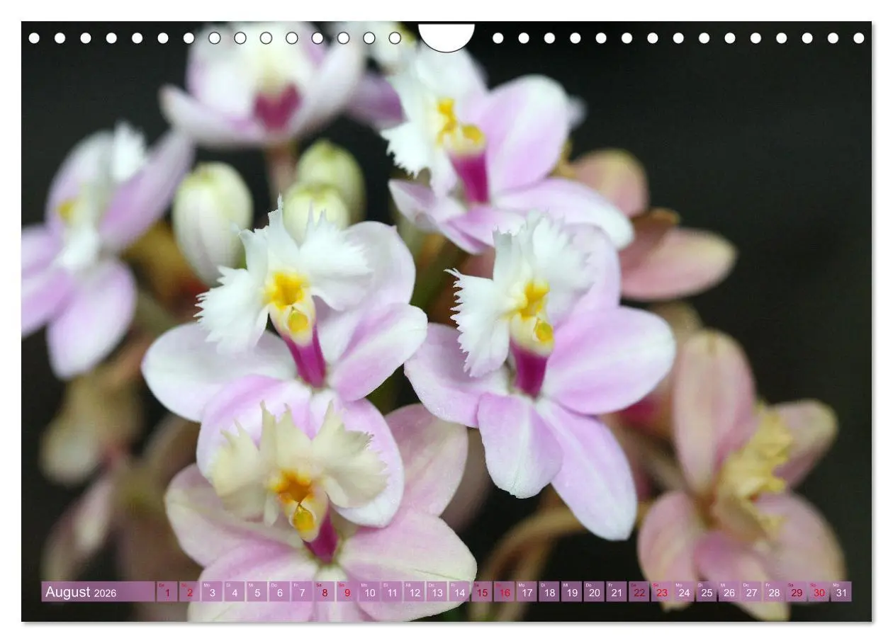Bild: 9783457590584 | Mein Orchideentraum (Wandkalender 2026 DIN A4 quer), CALVENDO...
