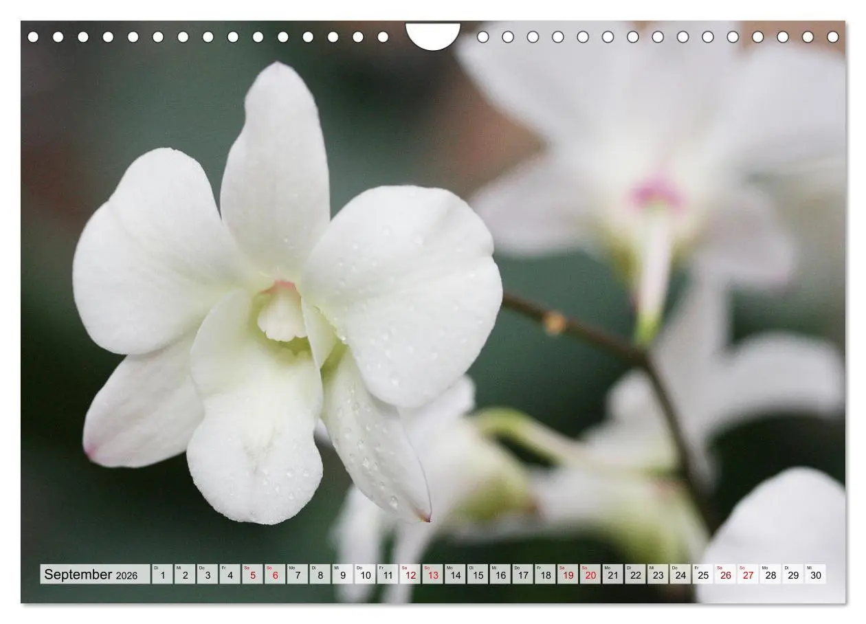 Bild: 9783457590584 | Mein Orchideentraum (Wandkalender 2026 DIN A4 quer), CALVENDO...