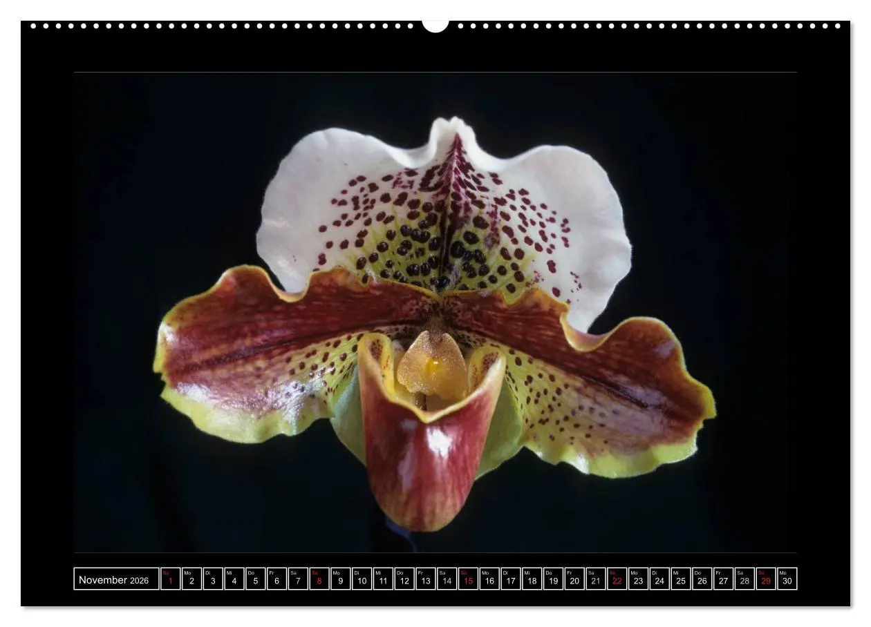 Bild: 9783516200584 | Orchideen 2026 (hochwertiger Premium Wandkalender 2026 DIN A2...