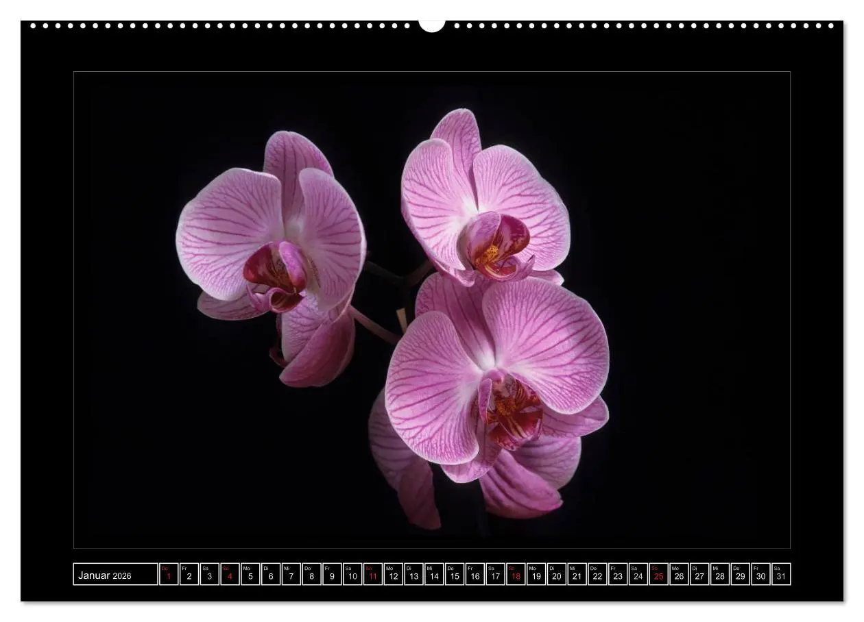Bild: 9783516200584 | Orchideen 2026 (hochwertiger Premium Wandkalender 2026 DIN A2...