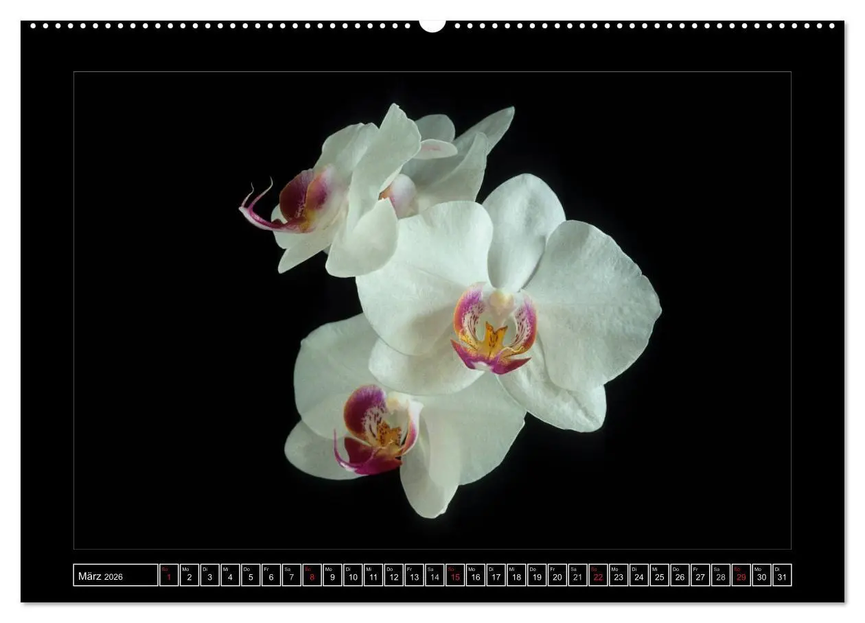 Bild: 9783516200584 | Orchideen 2026 (hochwertiger Premium Wandkalender 2026 DIN A2...