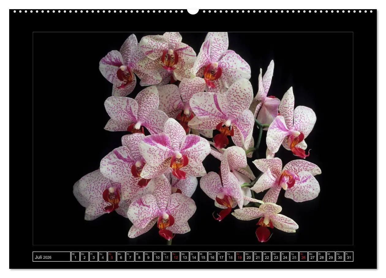 Bild: 9783516200584 | Orchideen 2026 (hochwertiger Premium Wandkalender 2026 DIN A2...