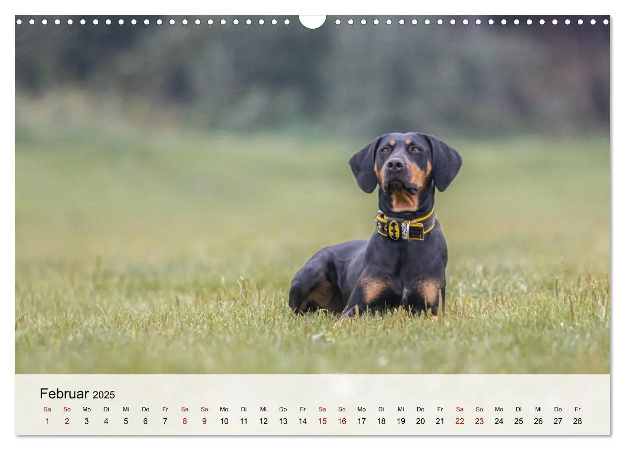 Bild: 9783435180684 | Lousiana Catahoula Leopard (Wandkalender 2025 DIN A3 quer),...