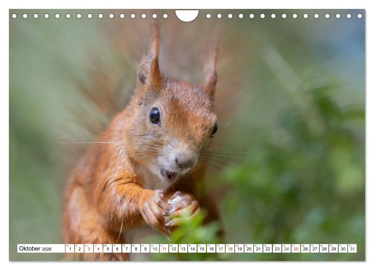 Bild: 9783516120684 | Eichhörnchen im Königlichen Garten (Wandkalender 2026 DIN A4 quer),...
