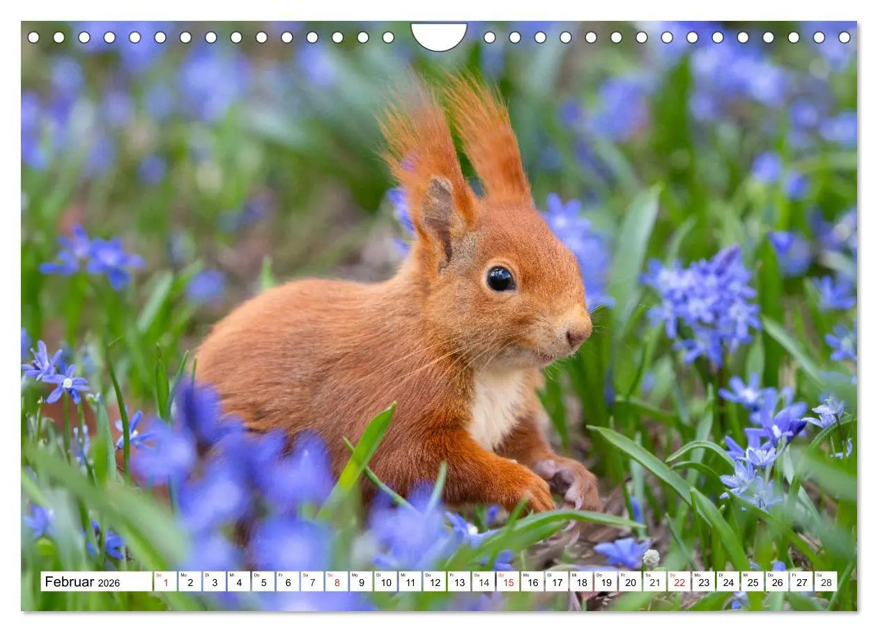 Bild: 9783516120684 | Eichhörnchen im Königlichen Garten (Wandkalender 2026 DIN A4 quer),...