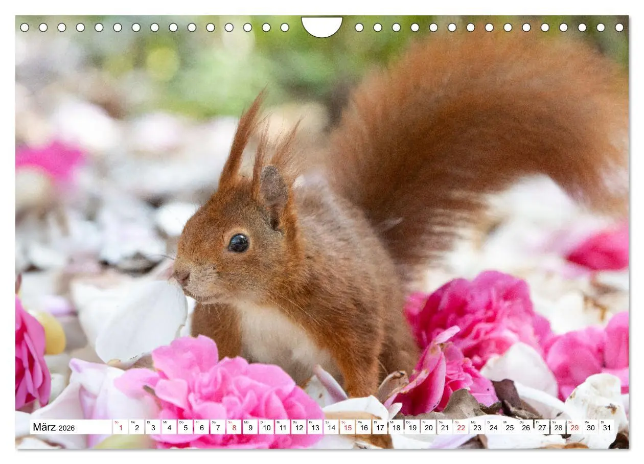 Bild: 9783516120684 | Eichhörnchen im Königlichen Garten (Wandkalender 2026 DIN A4 quer),...