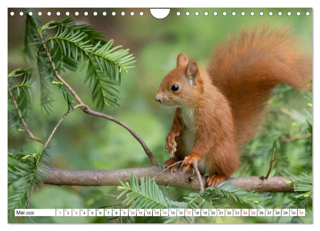 Bild: 9783516120684 | Eichhörnchen im Königlichen Garten (Wandkalender 2026 DIN A4 quer),...