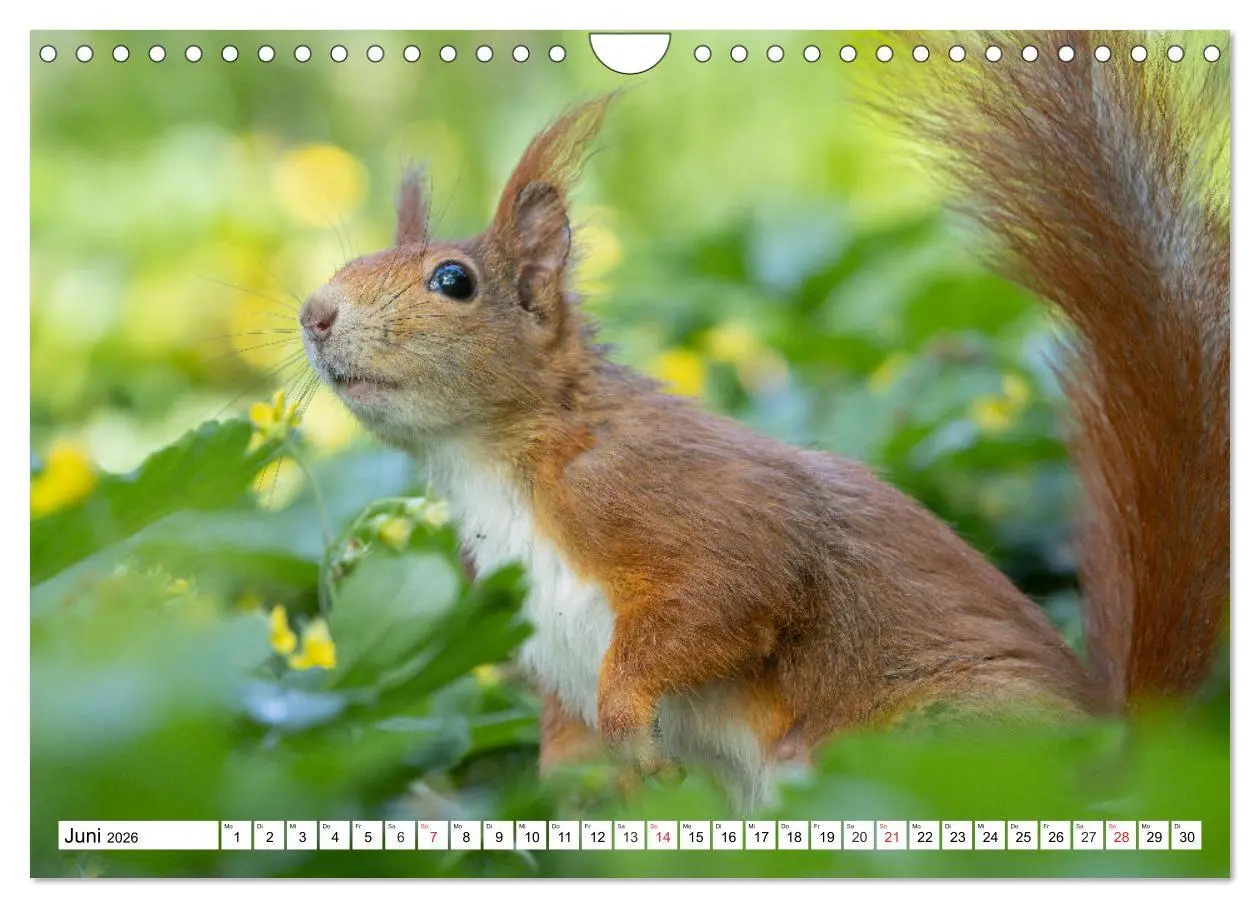 Bild: 9783516120684 | Eichhörnchen im Königlichen Garten (Wandkalender 2026 DIN A4 quer),...