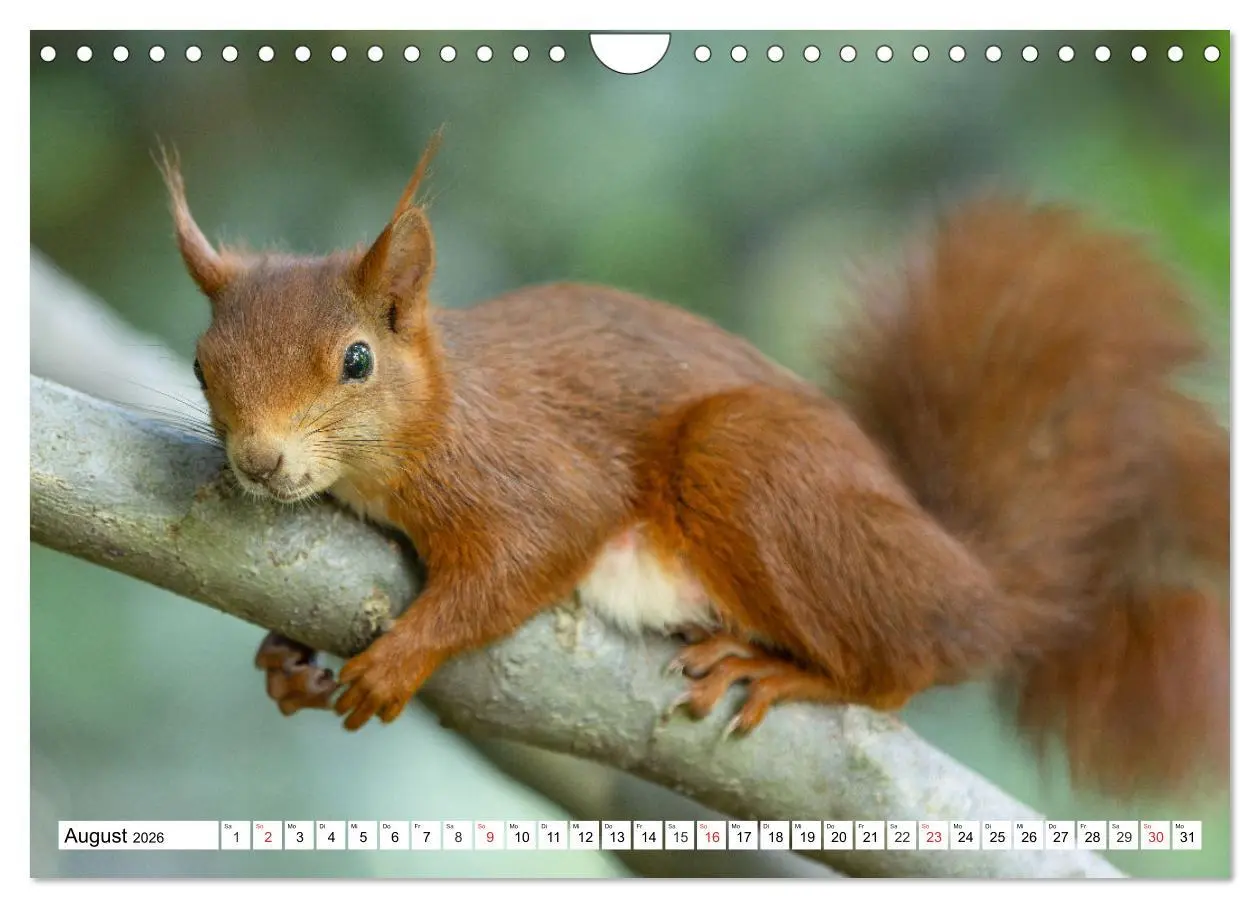 Bild: 9783516120684 | Eichhörnchen im Königlichen Garten (Wandkalender 2026 DIN A4 quer),...
