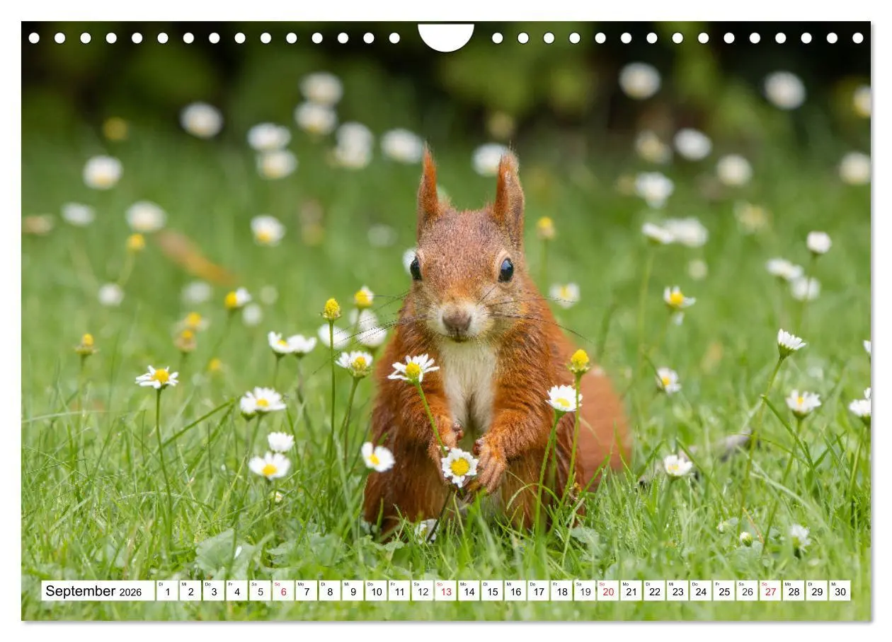 Bild: 9783516120684 | Eichhörnchen im Königlichen Garten (Wandkalender 2026 DIN A4 quer),...