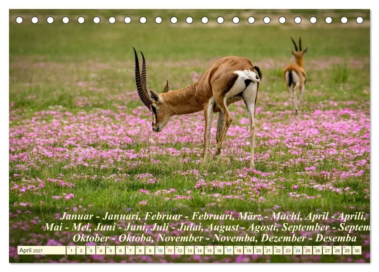 Bild: 9783569520684 | Jambo Kenya (Tischkalender 2027 DIN A5 quer), CALVENDO Monatskalender