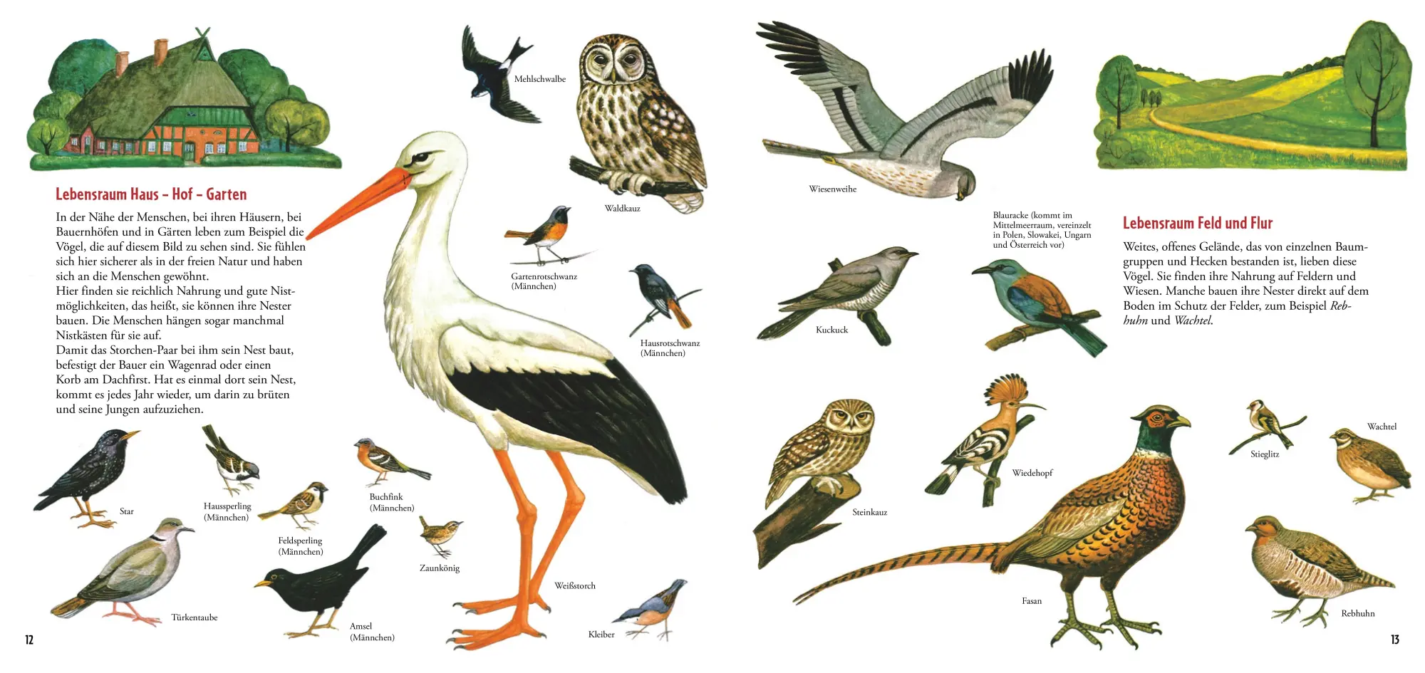 Bild: 9783770700684 | Die grüne Natur-Uhr | Durch das Jahr mit Wiese, Wald und Vögeln | Buch