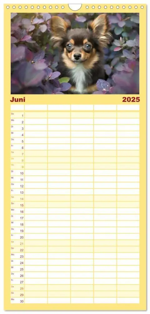 Bild: 9783457190784 | Familienplaner 2025 - Chihuahuas - Kleine Hunde - große...