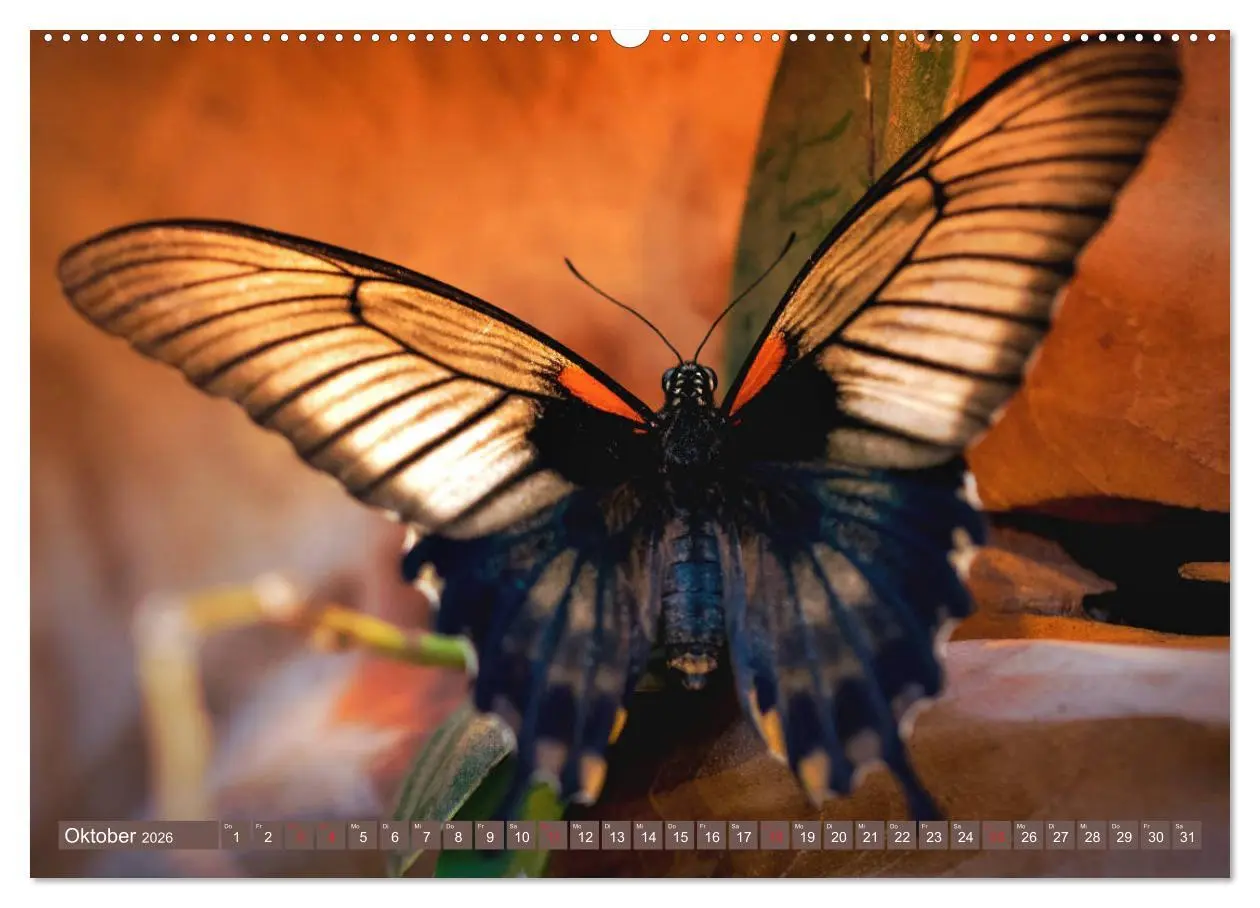 Bild: 9783457710784 | Schmetterlinge im Fokus (hochwertiger Premium Wandkalender 2026 DIN...
