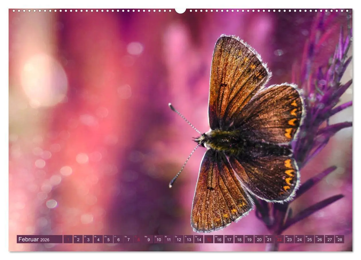 Bild: 9783457710784 | Schmetterlinge im Fokus (hochwertiger Premium Wandkalender 2026 DIN...