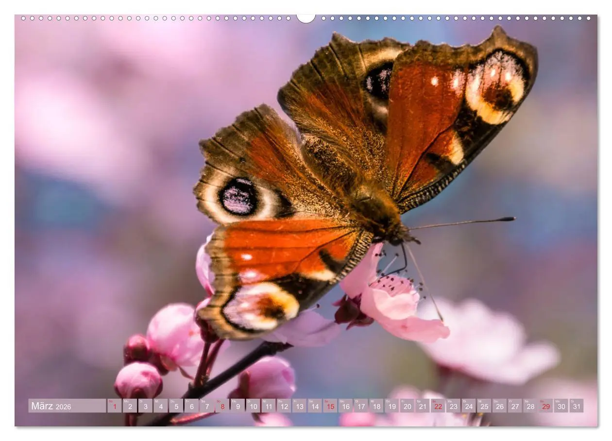 Bild: 9783457710784 | Schmetterlinge im Fokus (hochwertiger Premium Wandkalender 2026 DIN...