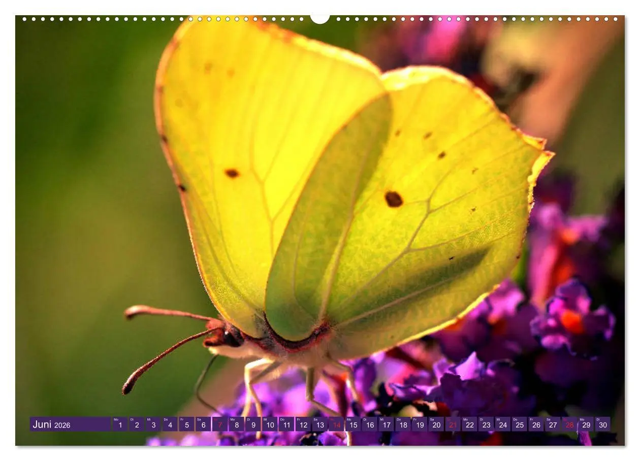 Bild: 9783457710784 | Schmetterlinge im Fokus (hochwertiger Premium Wandkalender 2026 DIN...