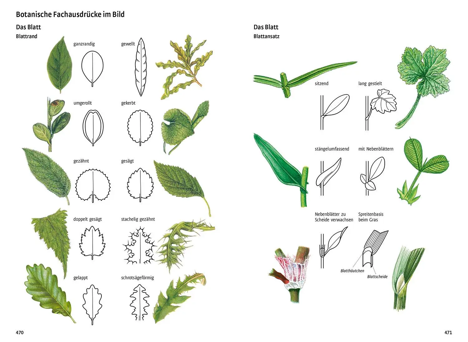 Bild: 9783440180884 | Was blüht denn da - Das Original | Margot Spohn | Taschenbuch | 496 S.