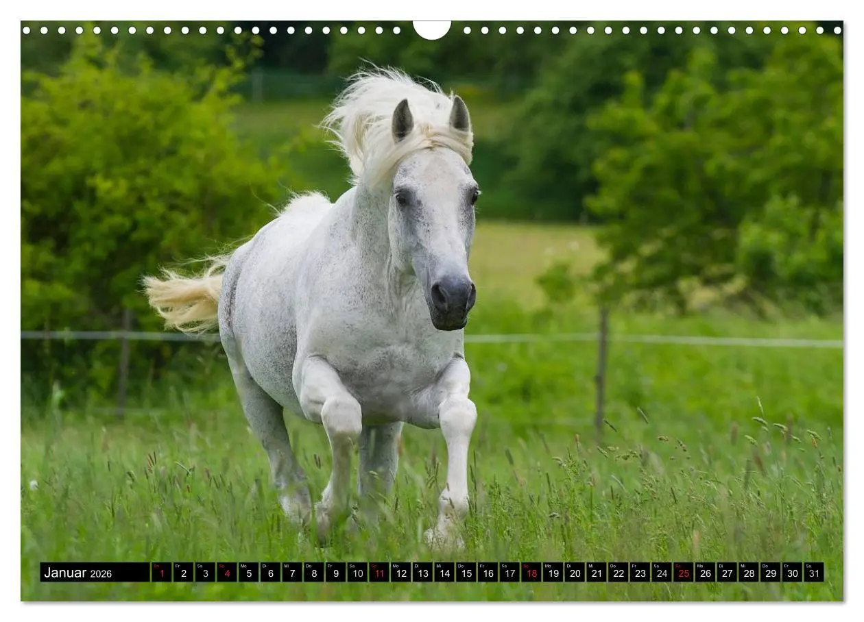 Bild: 9783516030884 | Traumpferd Lipizzaner (Wandkalender 2026 DIN A3 quer), CALVENDO...