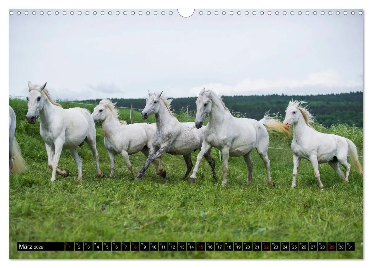Bild: 9783516030884 | Traumpferd Lipizzaner (Wandkalender 2026 DIN A3 quer), CALVENDO...
