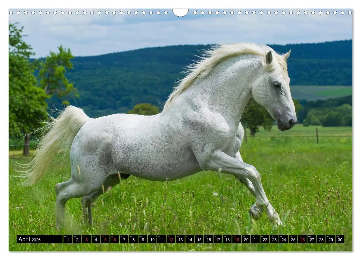 Bild: 9783516030884 | Traumpferd Lipizzaner (Wandkalender 2026 DIN A3 quer), CALVENDO...